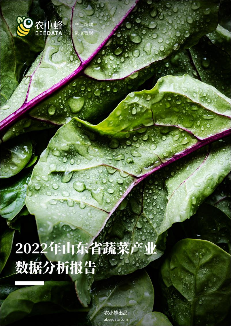 《农小蜂-2022年山东省蔬菜产业数据分析简报》 - 第1页预览图